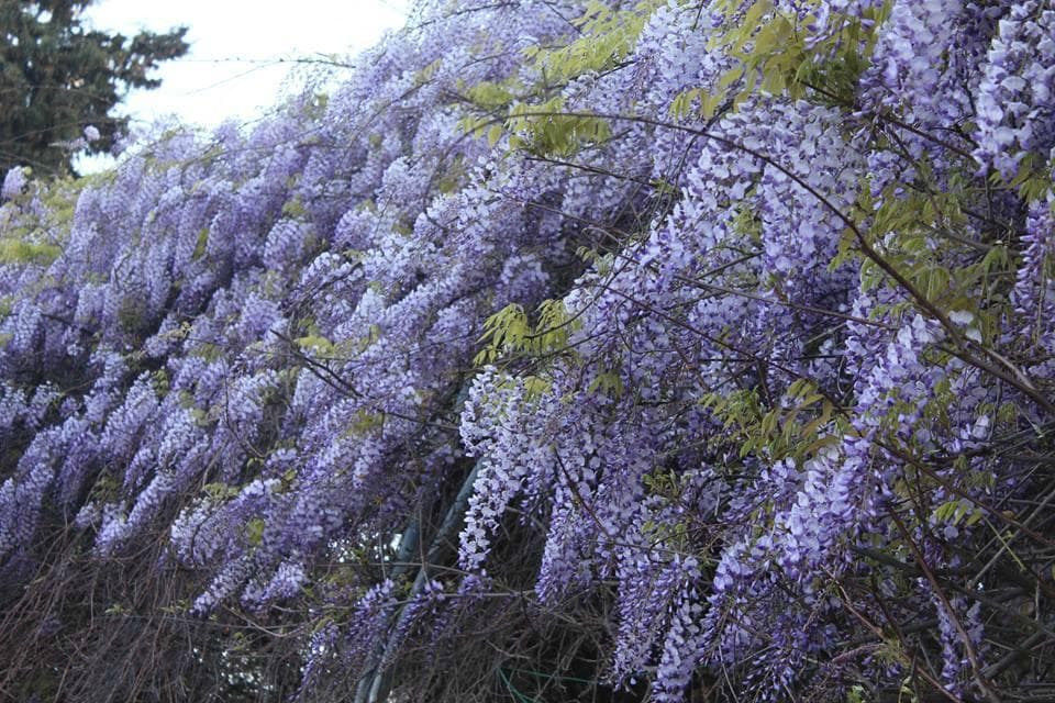 Blåregnen i full flor