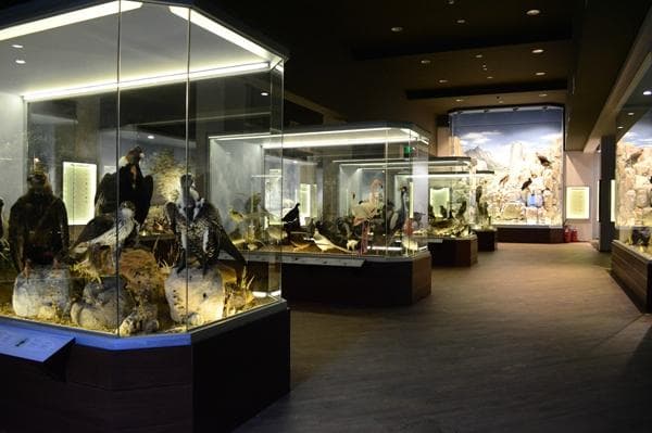 Inside the Natural History Museum of Meteora