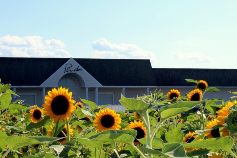 Pindar Sunflowers