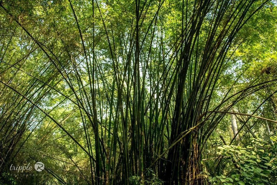 Bamboo shoot