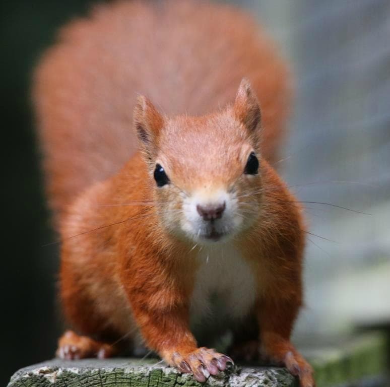 British Wildlife Centre