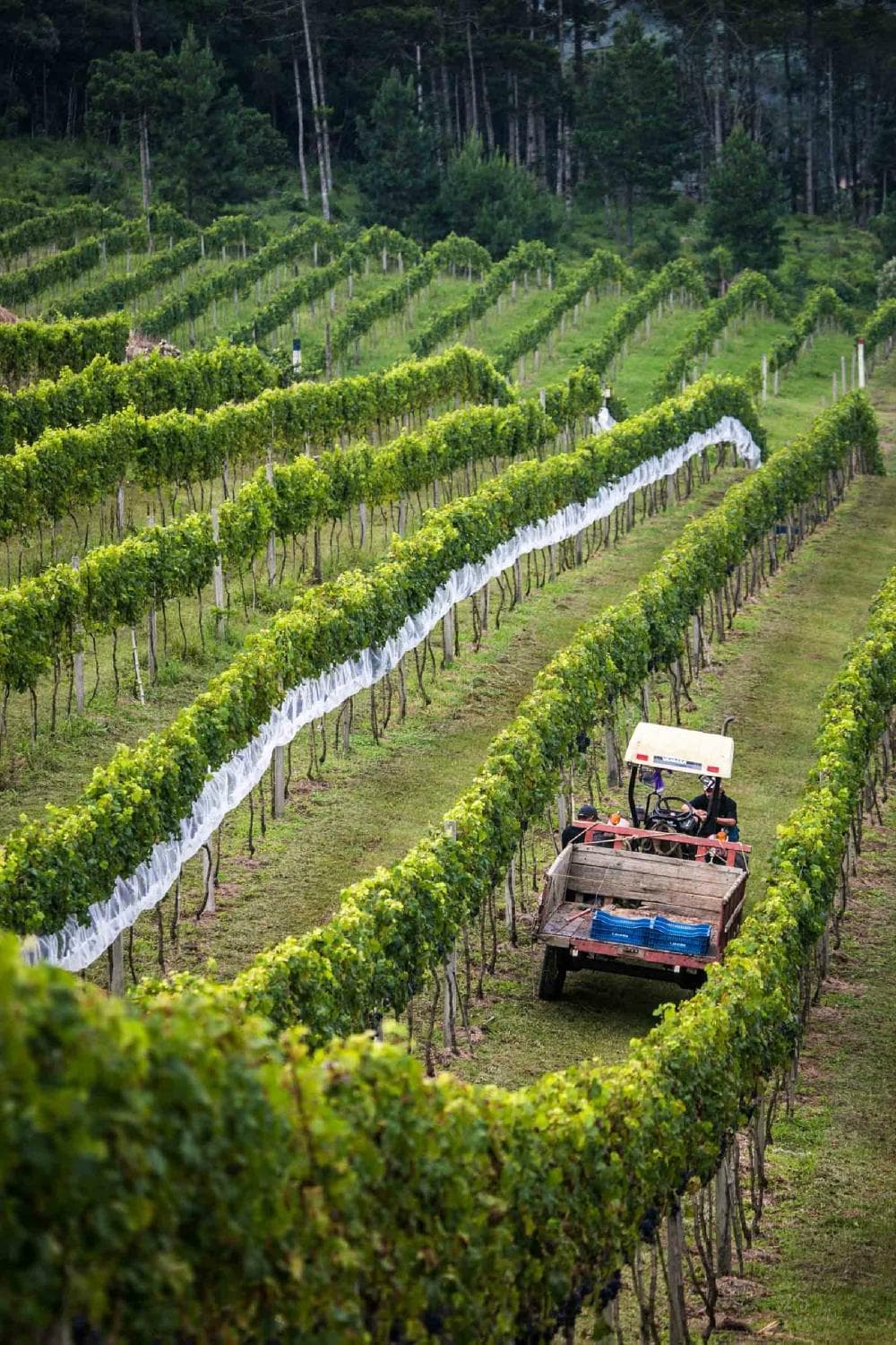 Vinhedo / Vineyard