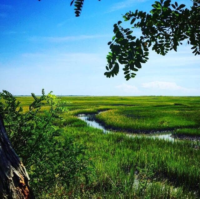 Marsh overlook