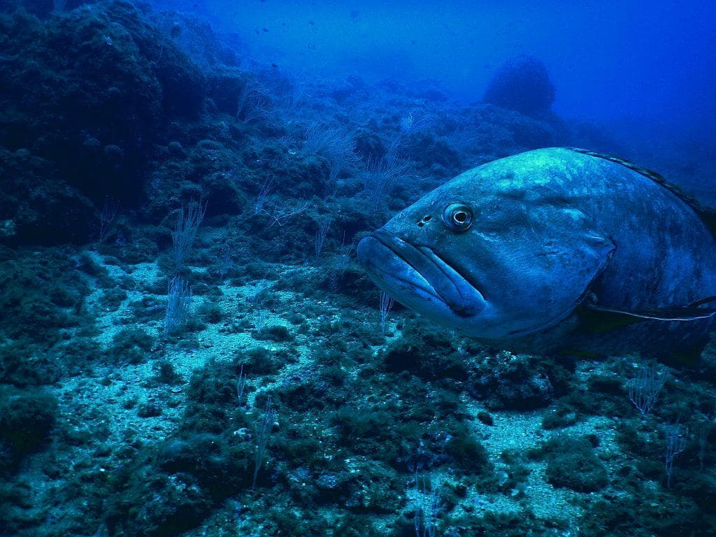 Big grouper in Ille Medes