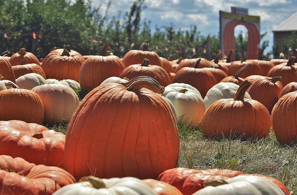 Pick pumpkins and apples each fall at Curtis Orchard & Pumpkin Patch