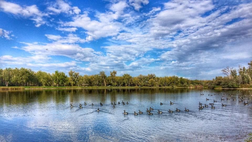 Geese at Riverfront Park