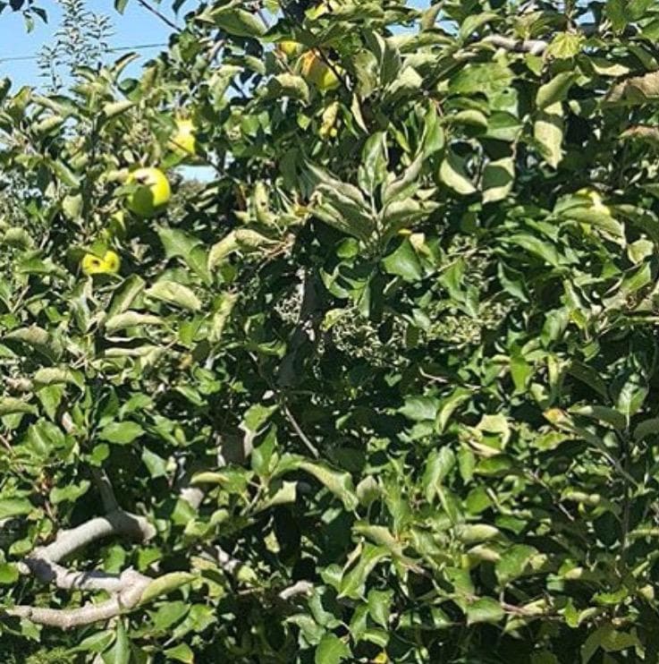 Apple Tree