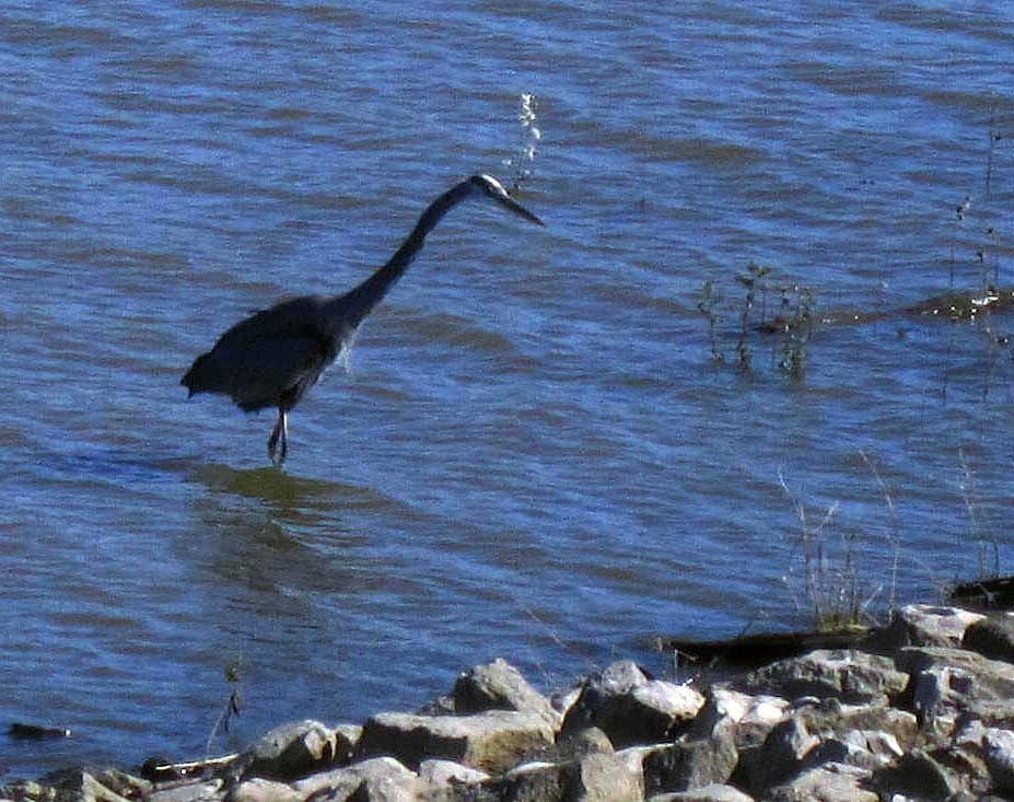 A crane fishing near the Audubon Center.