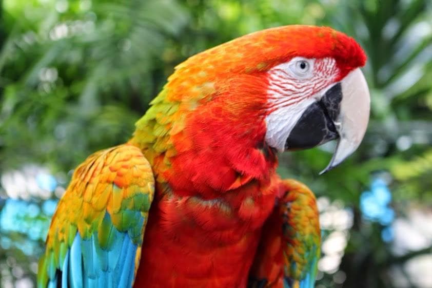The Parrot Place, KeriKeri, New Zealand