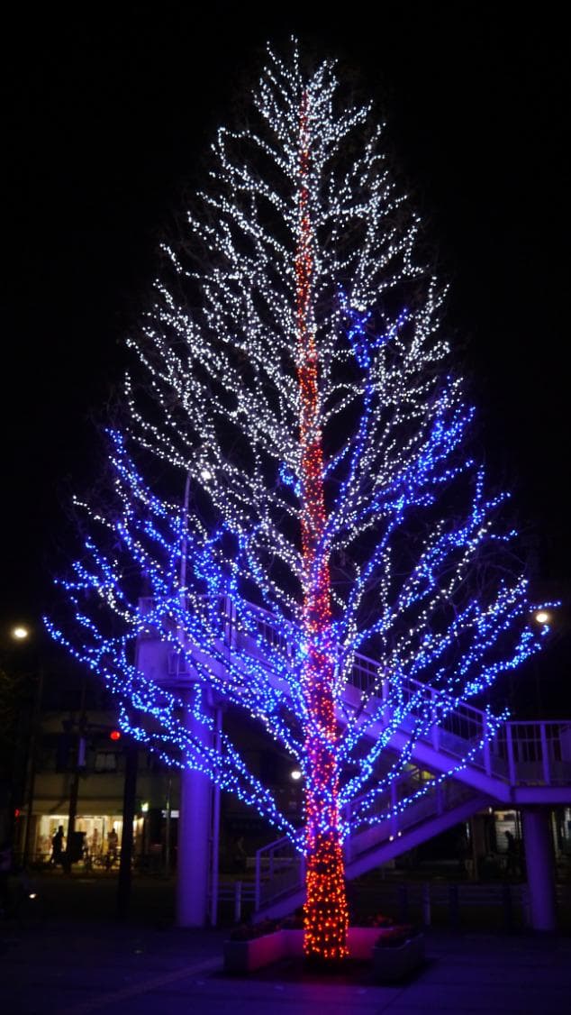 公会堂の前の木のクリスマス・イルミネーション
