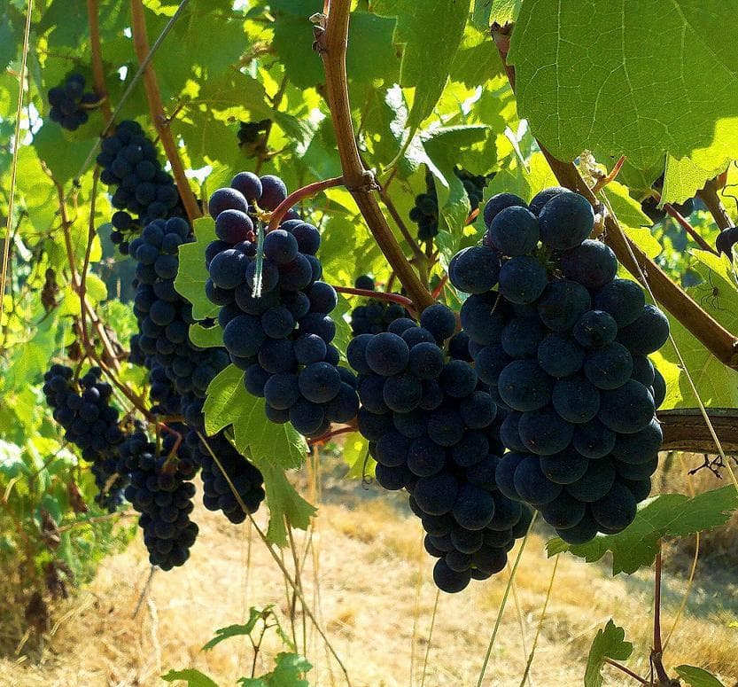 Pinot Noir hanging out before harvest