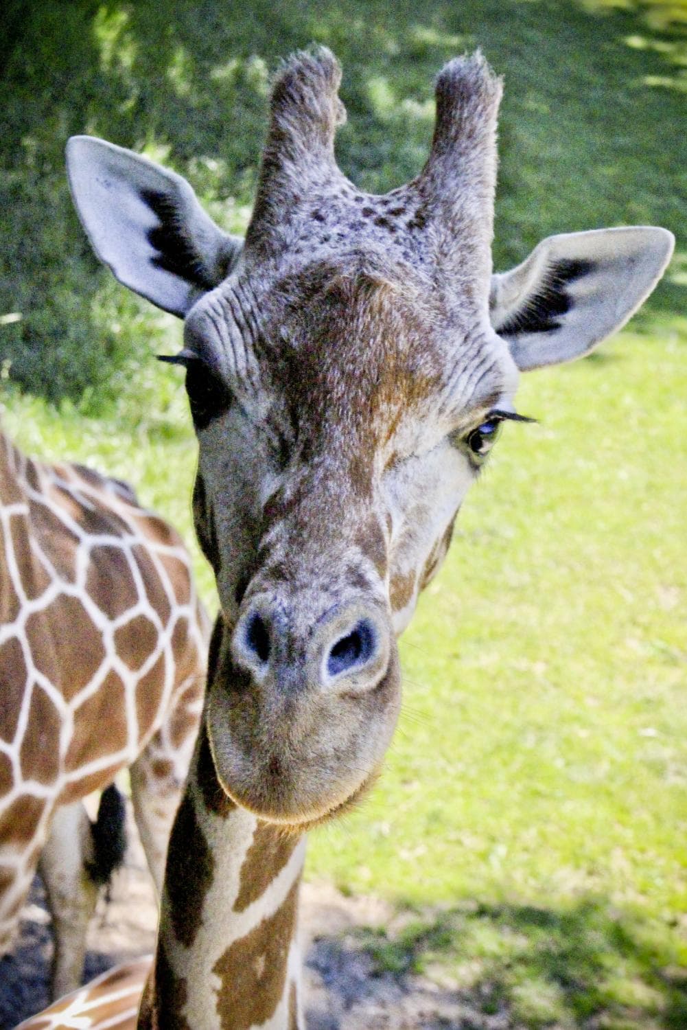 Giraffe saying hello!