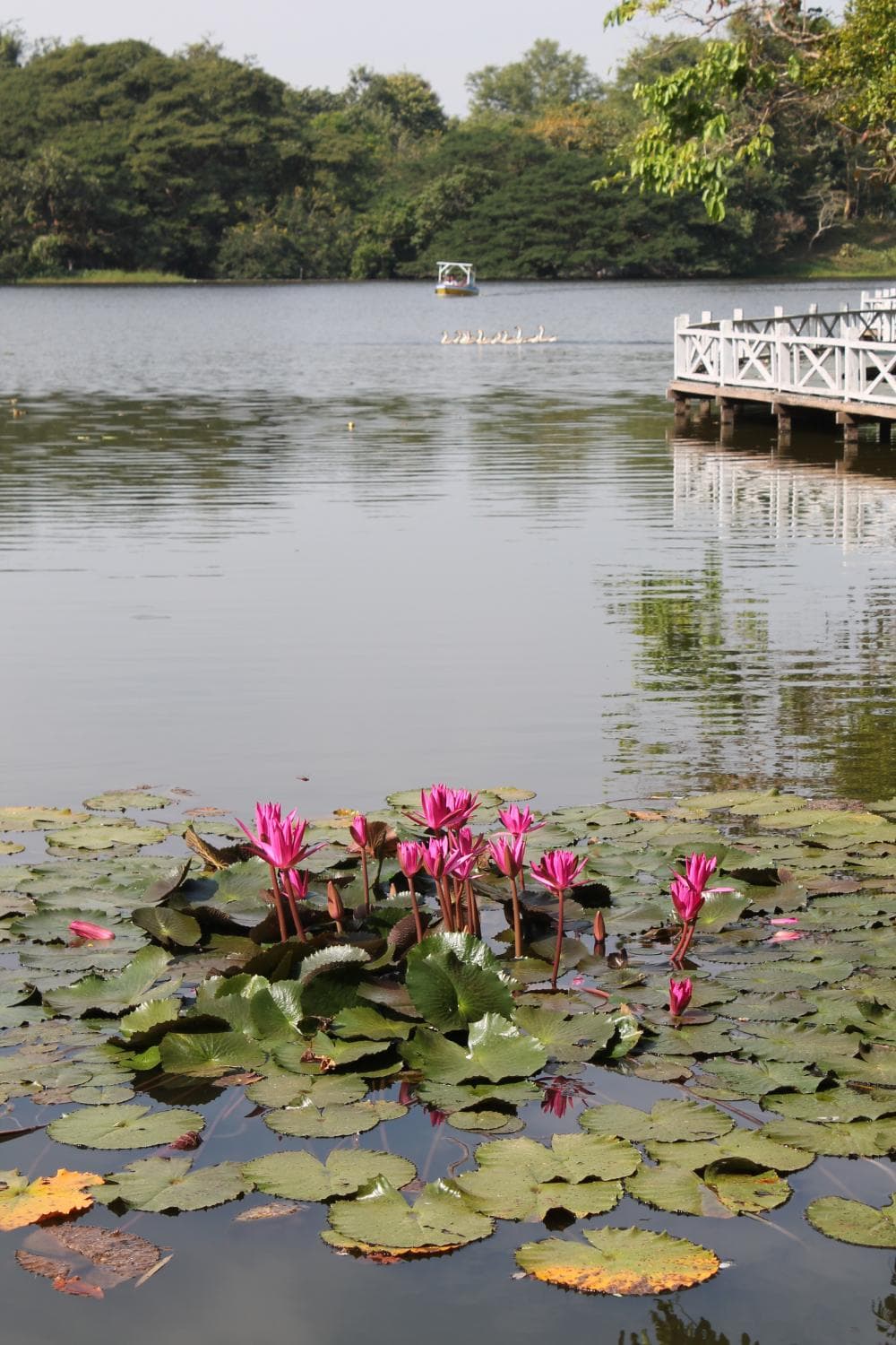 Lily pads in abundance