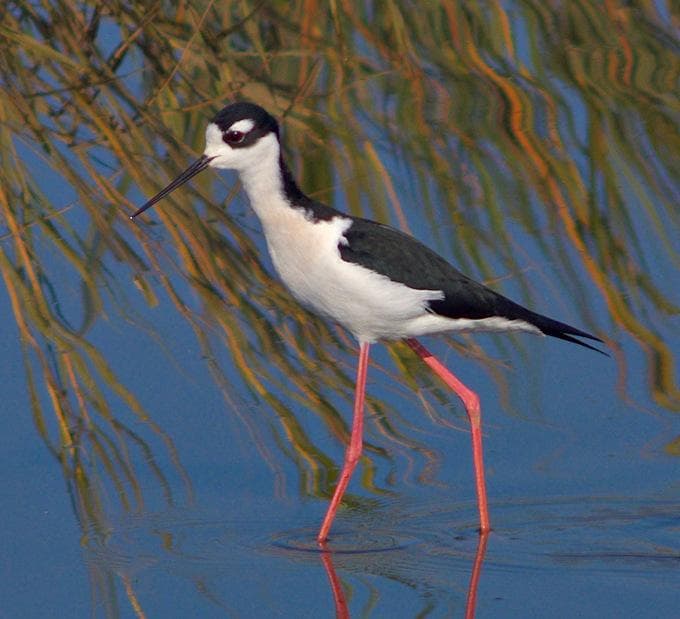 A black-necked stilt in the American Canyon Wetlands