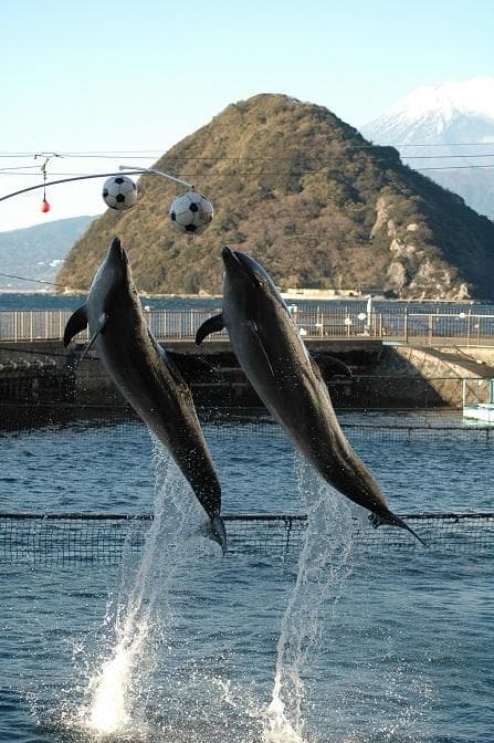 イルカショー