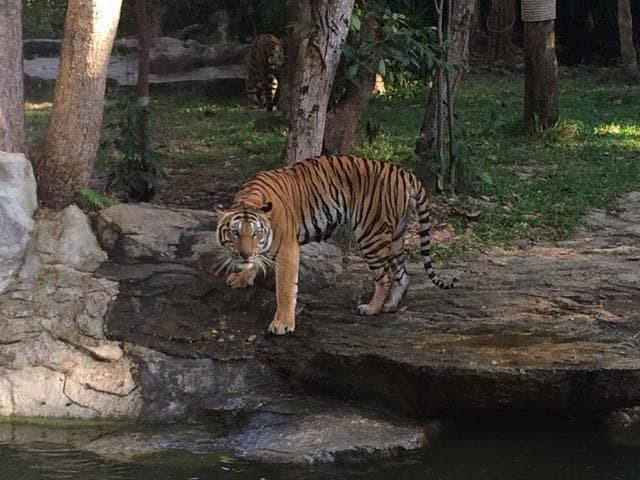 Tiger