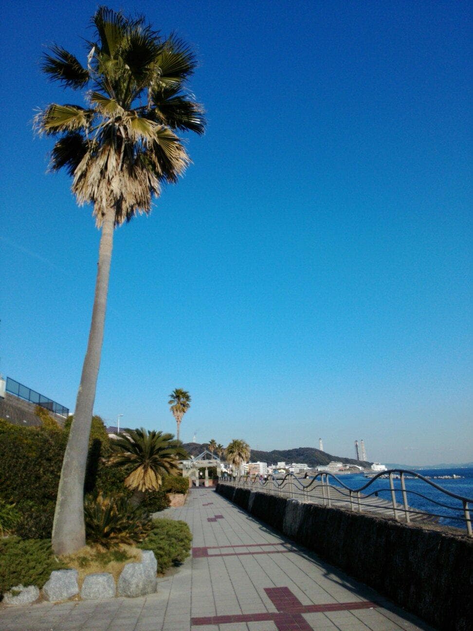 ヤシの木が温暖な気候をかもし出している