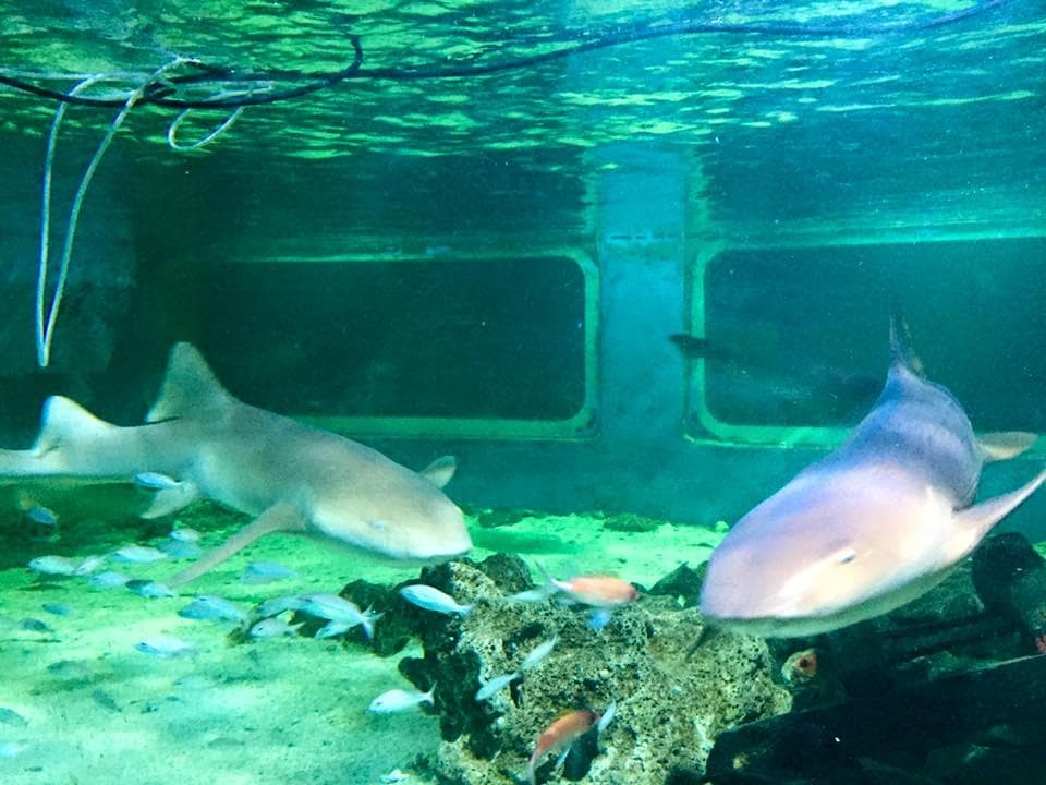 aquário dos tubaroes...