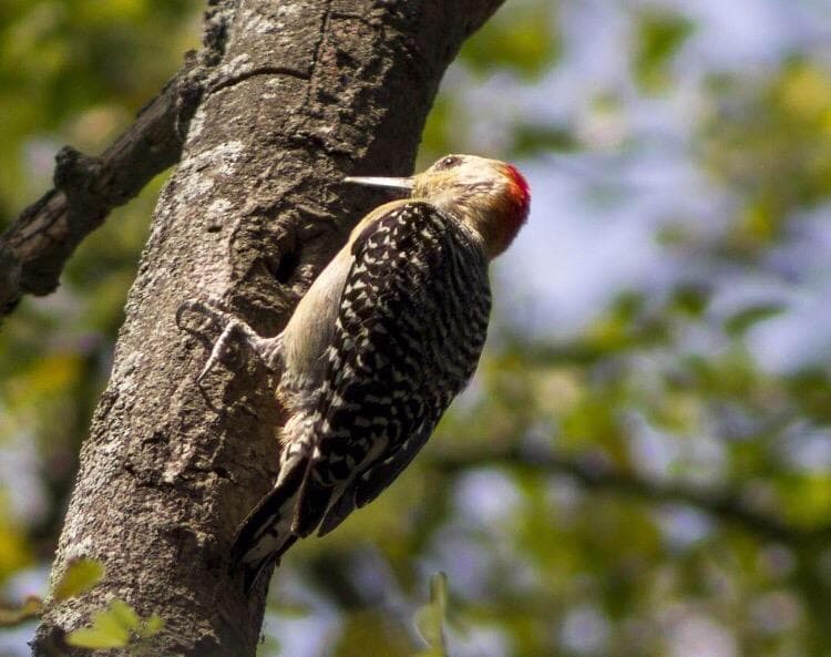 Parque Mejoras Públicas