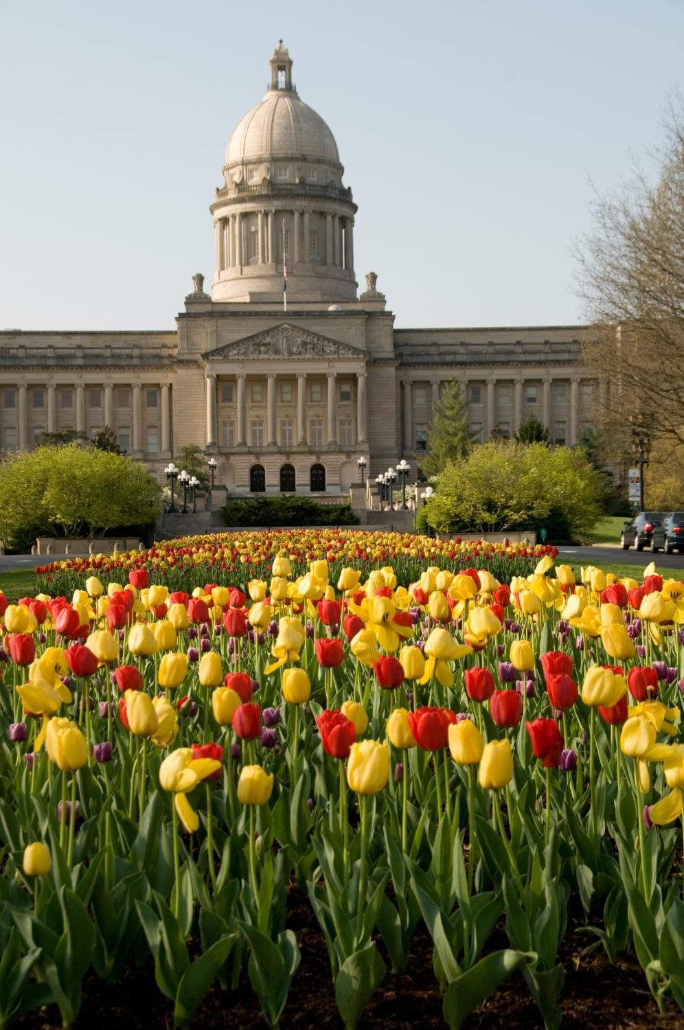 Tulips in full bloom