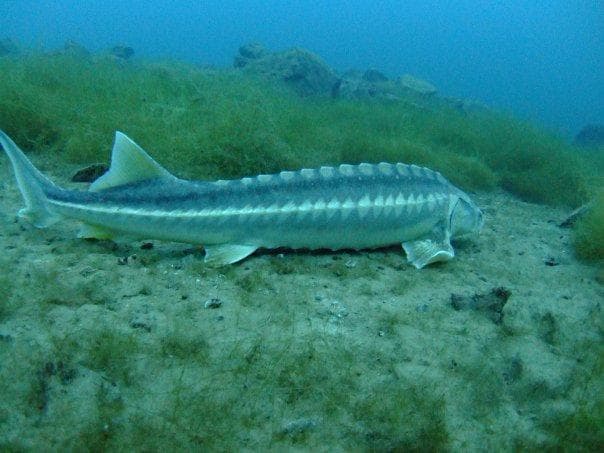 Sturgeon