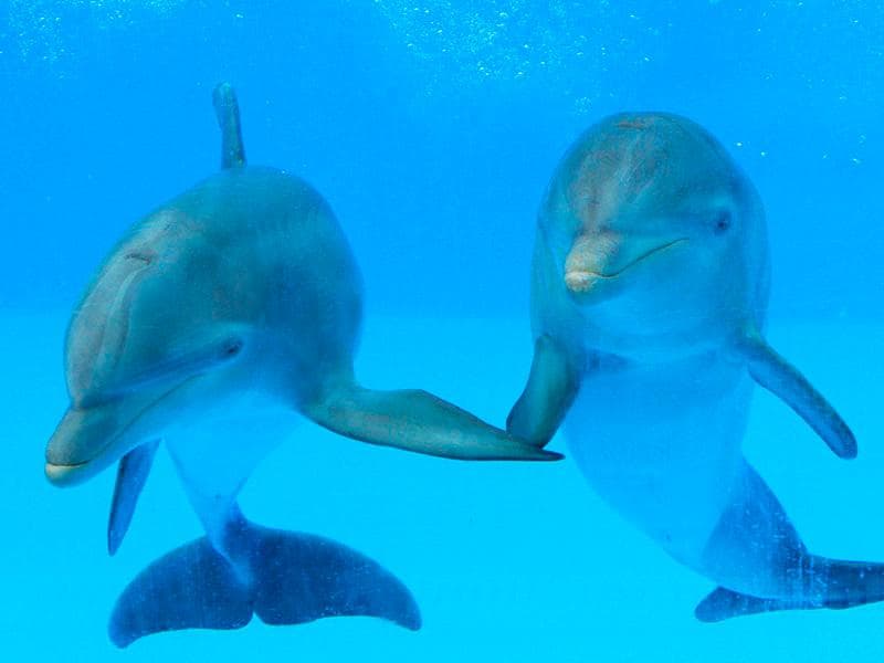 Delfines bajo el agua en Mundomar