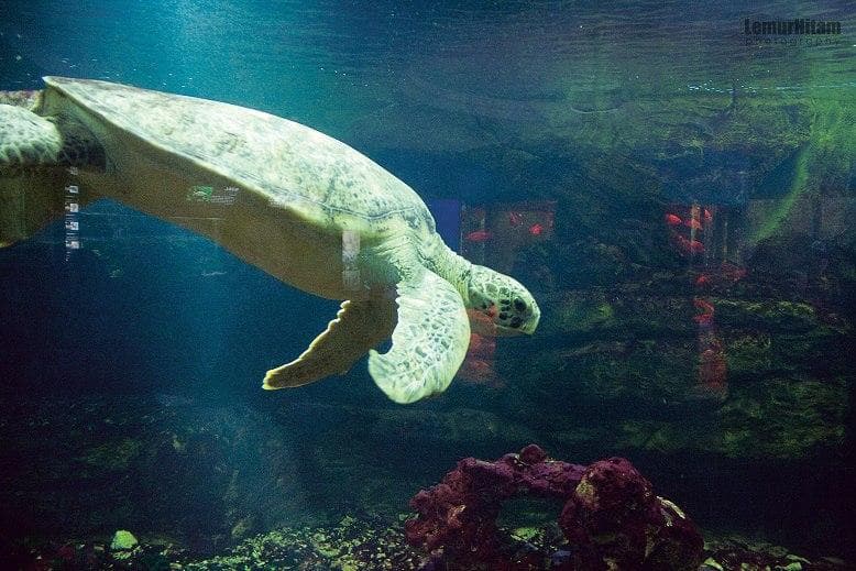 Aquarium