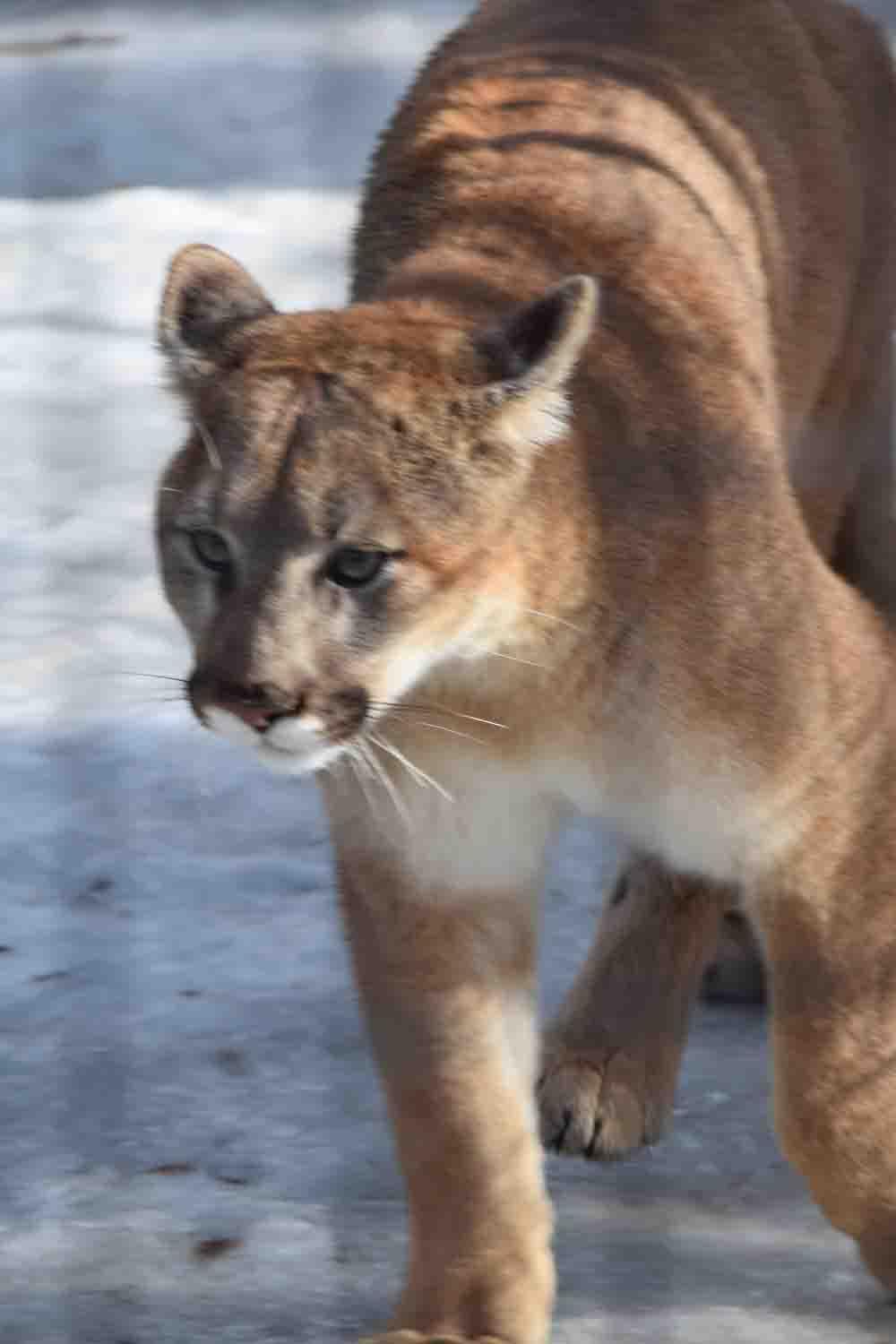 Cougar, mountain lion