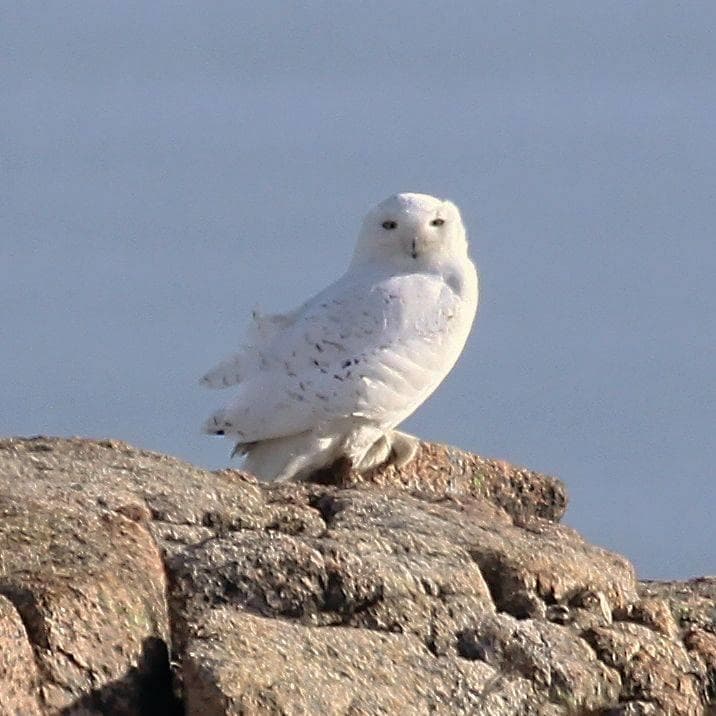 Snowy Owl atop Sargent Mountain, Acadia National Park.