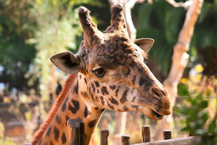 Giraffe in Zoo