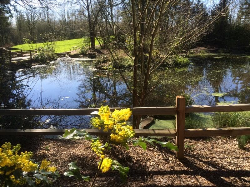 A pond with a pavilion.