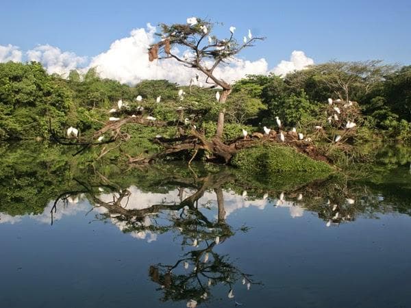 Lago de las garzas, ecosistema variado con tortugas, patos, garzas