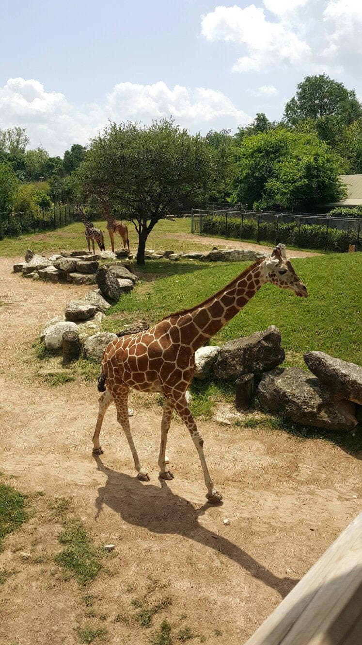 Cameron Park Zoo