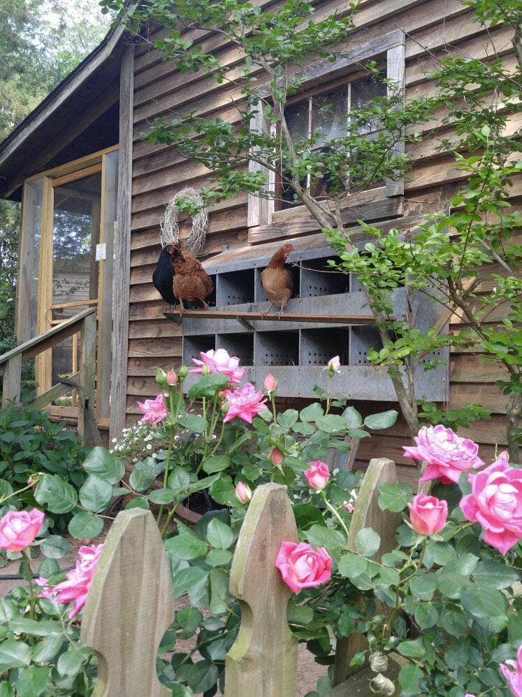 Goats & chickens everywhere. No charge. But they do charge for a tour. The people are sweet and 