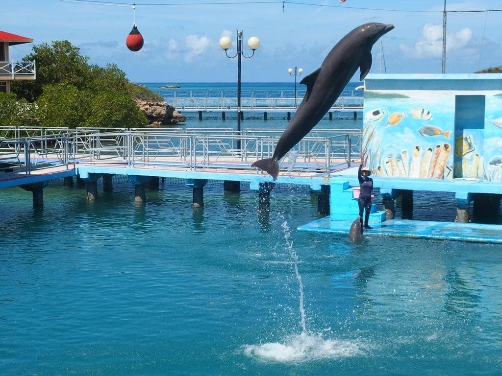 Dolphin Show Tricks