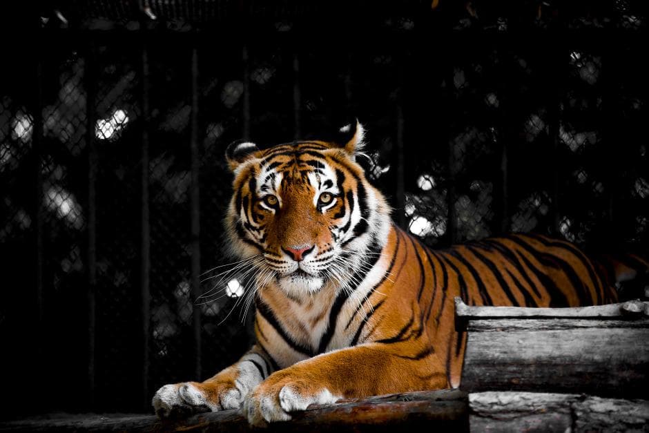 It's one of the new tigers in the zoo.
