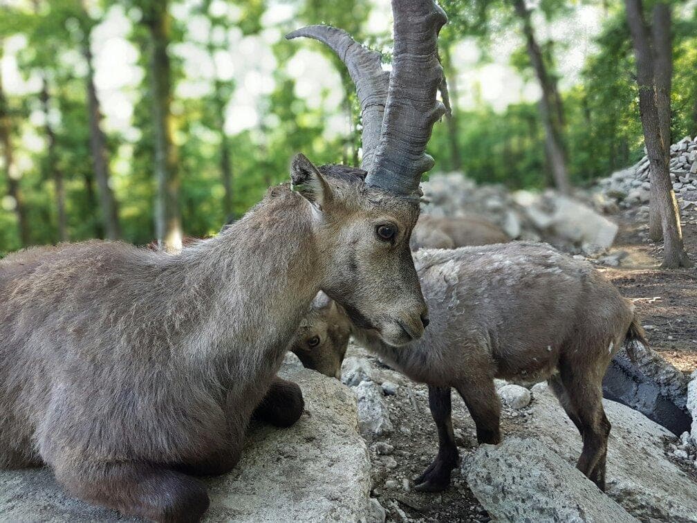 Târgu Mureș Zoo