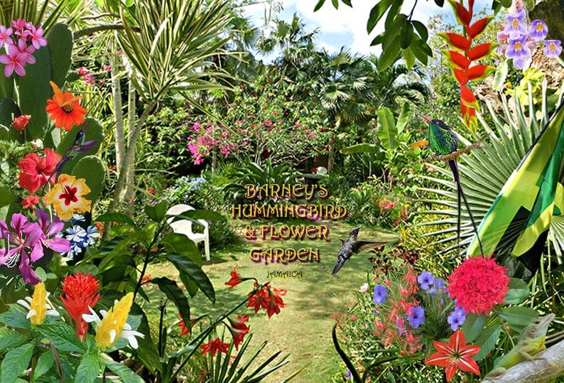 Hummingbrds, butterflies, lizards and many tropical flowers