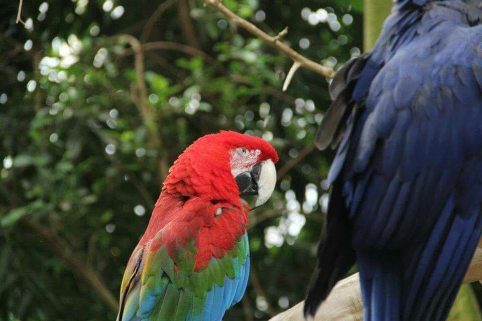National Aviary