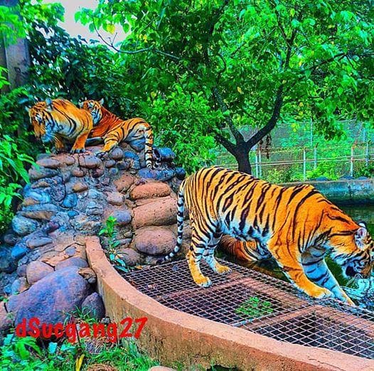 was able to snap a very quick photo of the tigers as the driver was in a hurry in driving