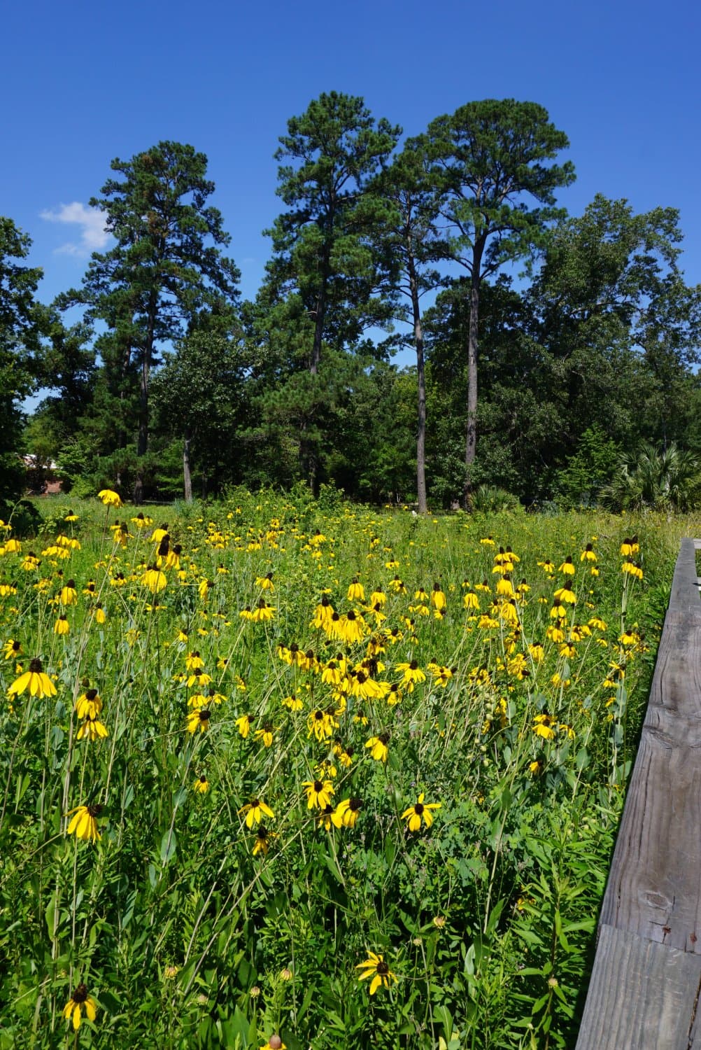 Entrance to wetland portion of PWNPC