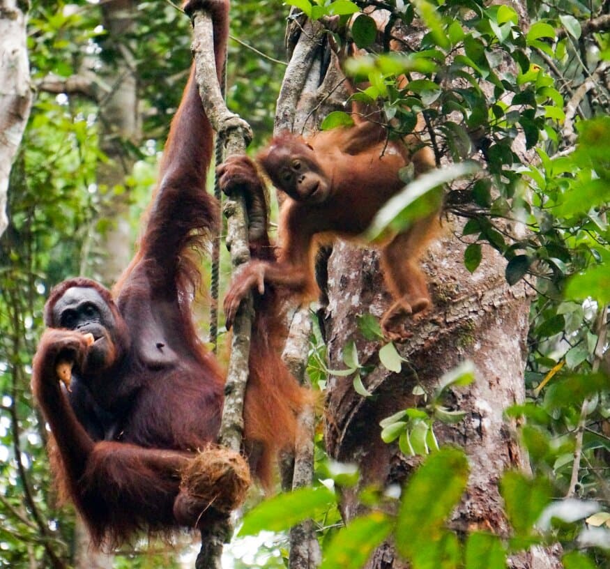 Semenggoh Wildlife Centre