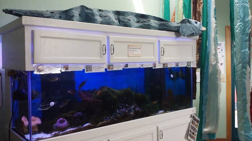 One of the tanks with an eel made for Pocession of the Species