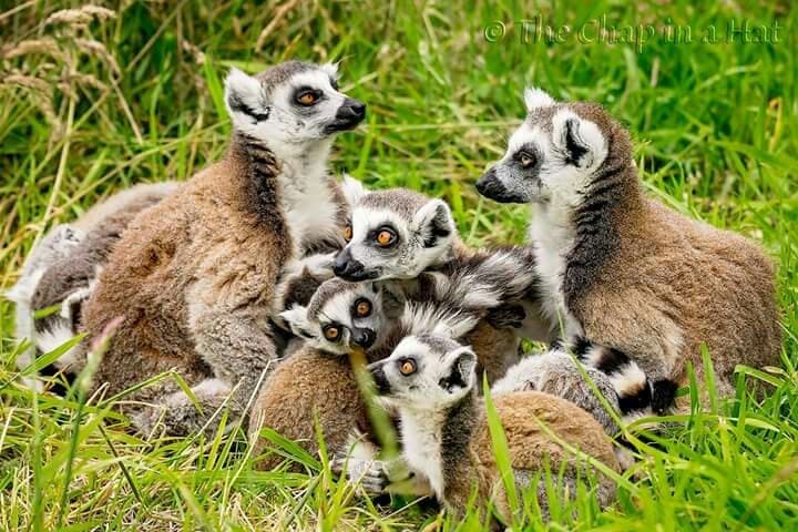 Peak Wildlife Park
