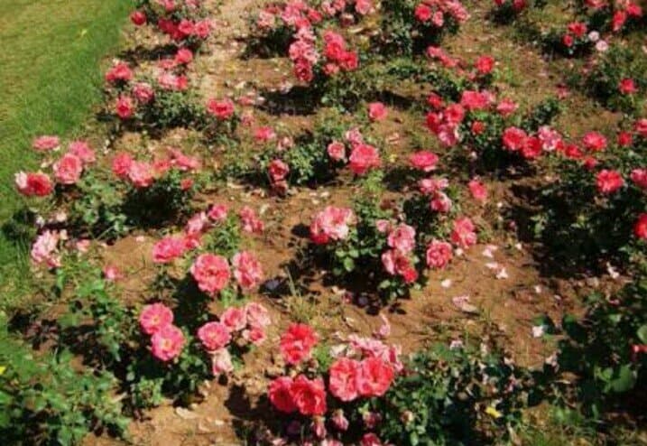 Rose Garden Phase 3B1 Mohali