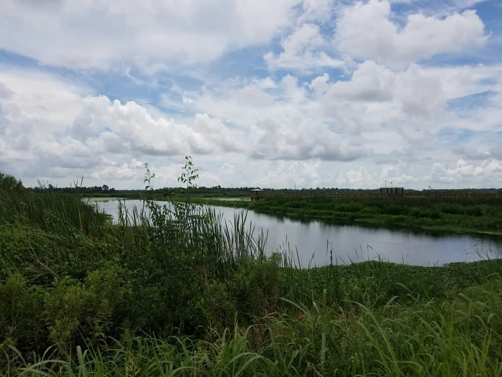 Cattail Marsh