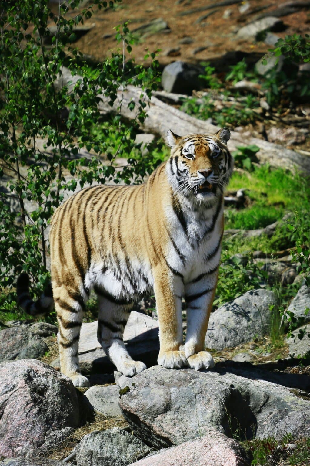 Kolmarden Wildlife Park