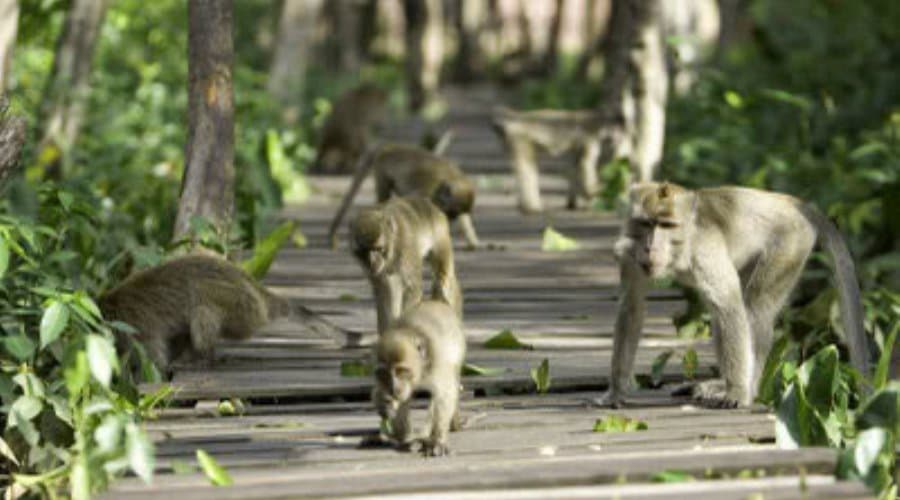 Kera kera yang ada di lokasi pulau kembang