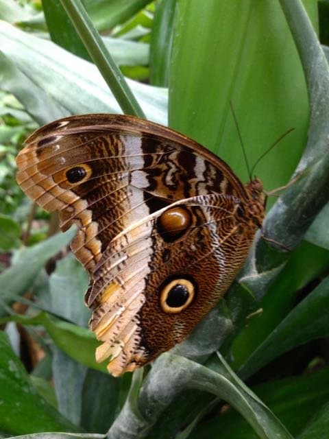 vlindertuin leidschendam