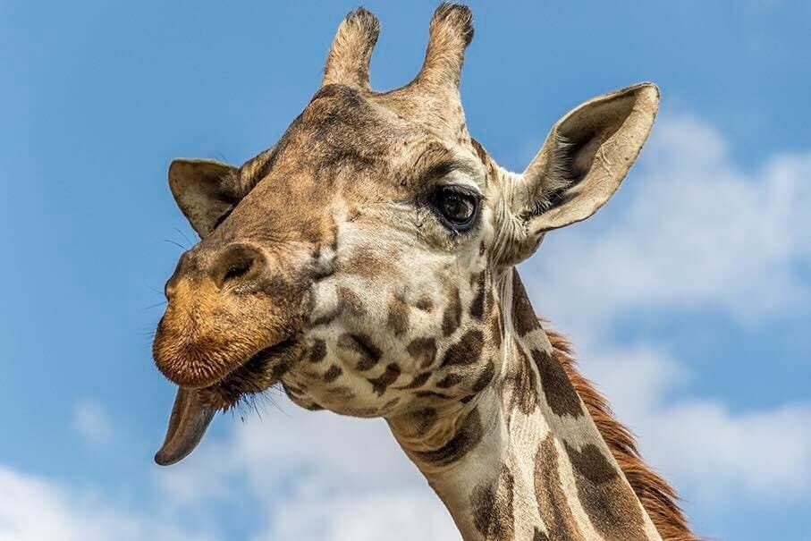 Zacango Zoo